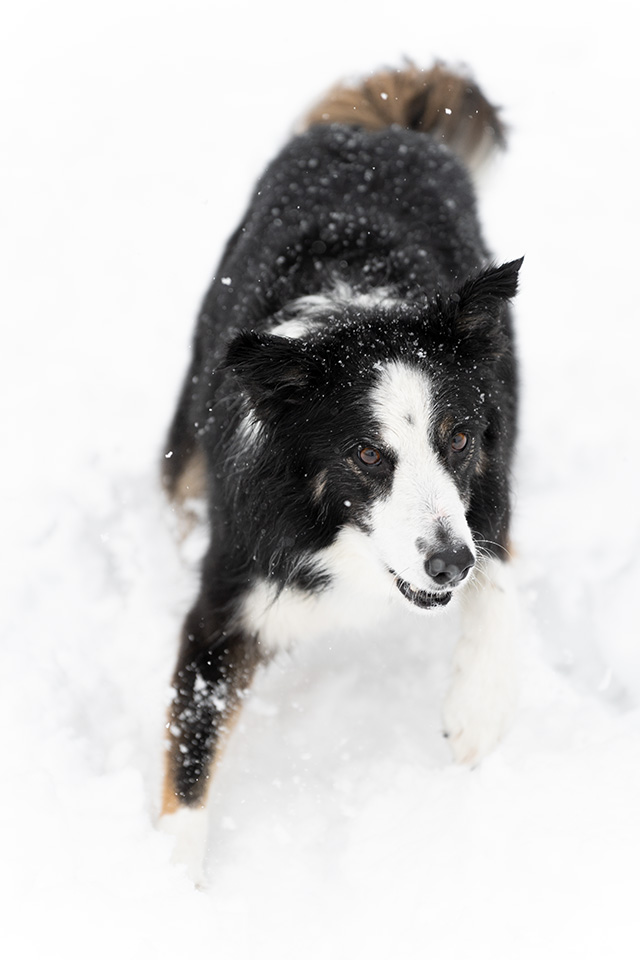 Sony A7 IV Review: Field Test -- Gallery Image