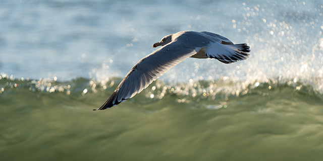 Sony A7 IV Review: Field Test -- Gallery Image