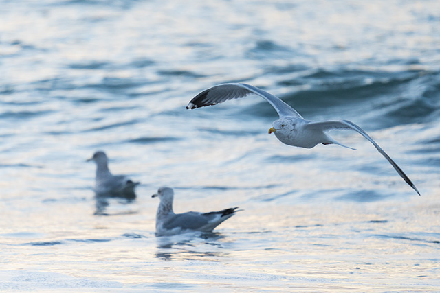 Sony A7 IV Review: Field Test -- Gallery Image