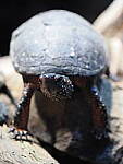 OM-1 Gallery image 175
