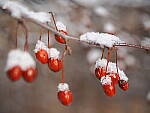OM-1 Gallery image 195