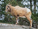 OM-1 Gallery image 327