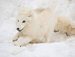 OM-1 Gallery image 335
