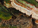 OM-1 Gallery image 379