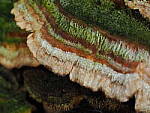 OM-1 Gallery image 381