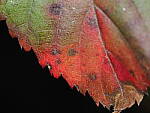 OM-1 Gallery image 391