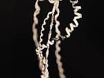 OM-1 Gallery image 393