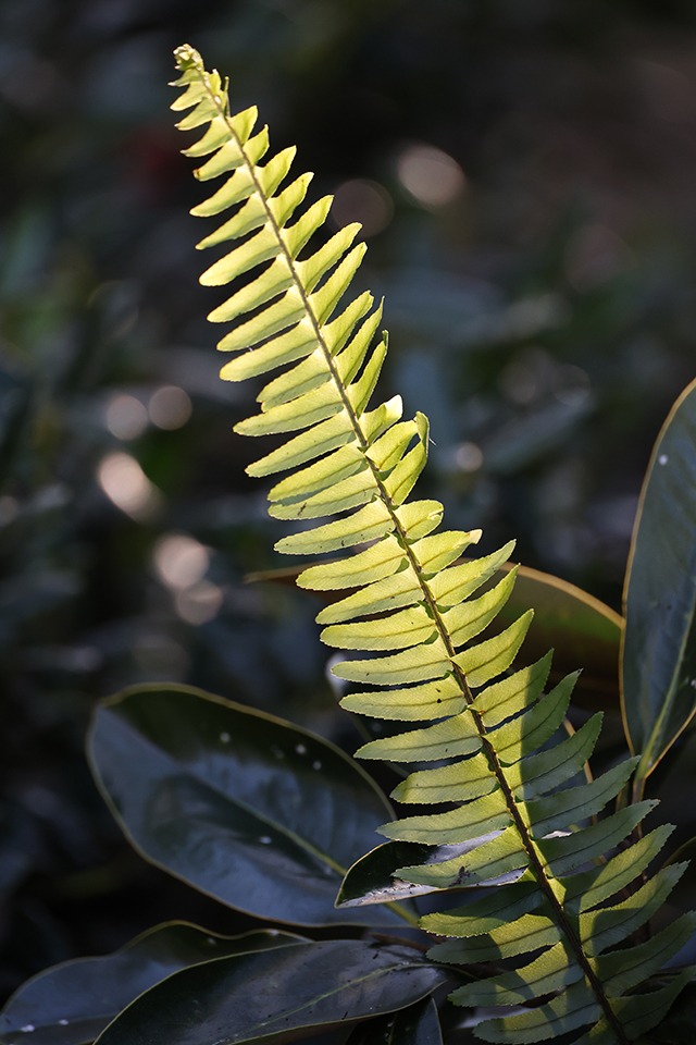 Canon EOS R8 Review: Hands-on Preview -- Gallery Image