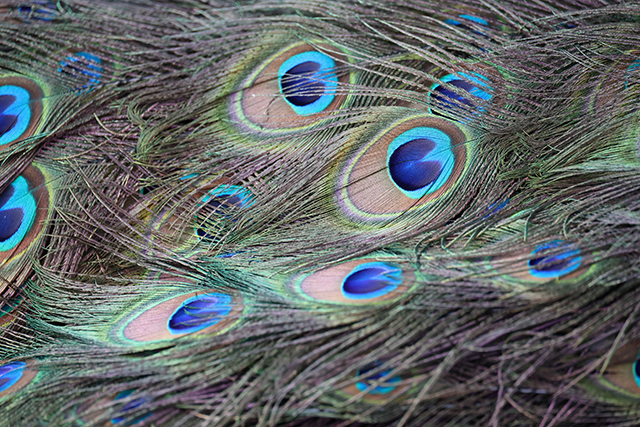 Canon EOS R8 Review: Hands-on Preview -- Gallery Image