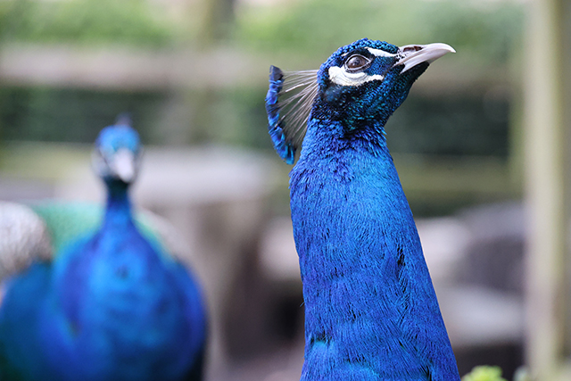 Canon EOS R8 Review: Hands-on Preview -- Gallery Image