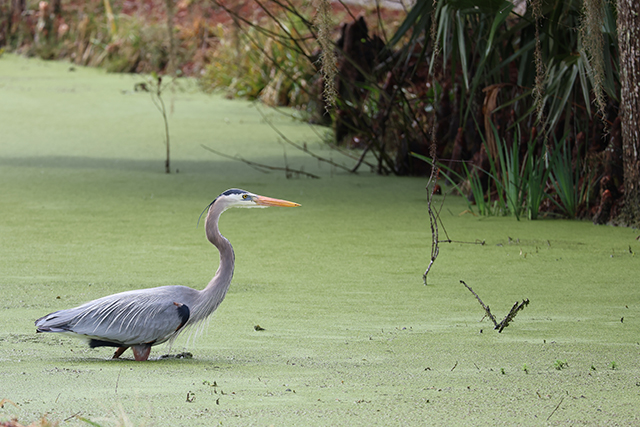 Canon EOS R8 Review: Hands-on Preview -- Gallery Image