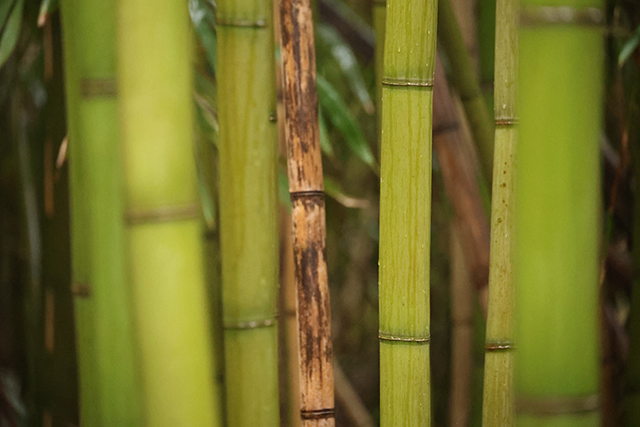 Canon EOS R8 Review: Hands-on Preview -- Gallery Image