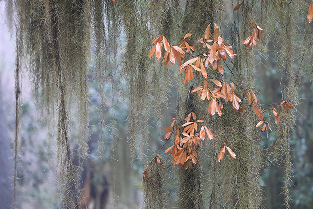 Canon EOS R8 Review: Hands-on Preview -- Gallery Image