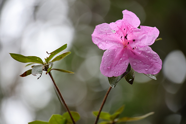 Canon EOS R8 Review: Hands-on Preview -- Gallery Image