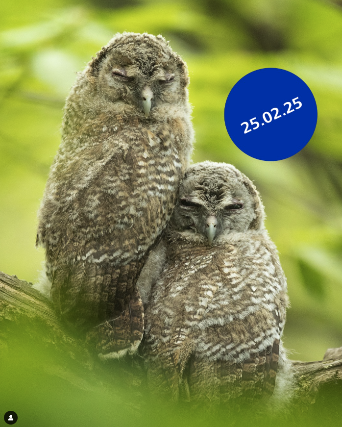 This is an image of two green sleeping owls with the date.