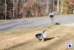 D300S Video image 3