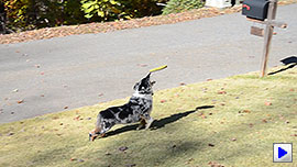 D7000 Video image 2