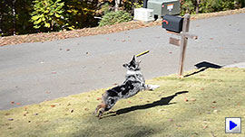 D7000 Video image 4