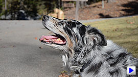 D7000 Video image 9