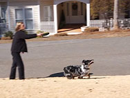 Sony Alpha DSLR-A580 Video image 3