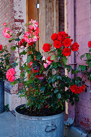 Sony Alpha SLT-A58 Field Test image 16