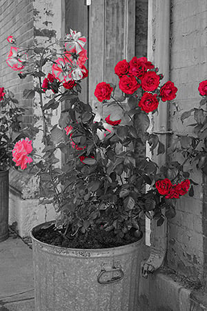 Sony Alpha SLT-A58 Field Test image 18