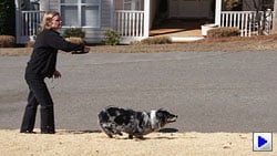 Sony Alpha DSLR-A560 Video image 2