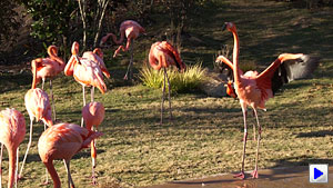 Sony Alpha DSLR-A560 Video image 10