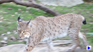 Sony Alpha DSLR-A560 Video image 11
