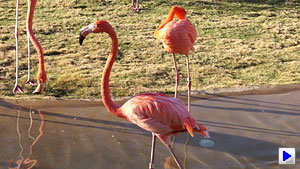 Sony Alpha DSLR-A560 Video image 12