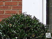 TZ1 Optics image 3