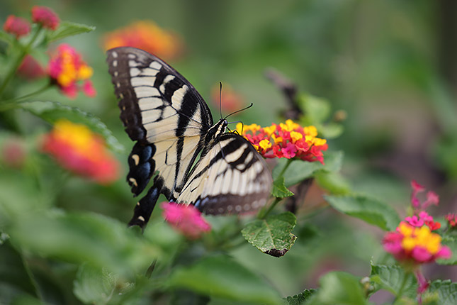 Canon R5 Review - Imaging Resource