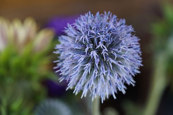 A7R II Field Test Part II image 21