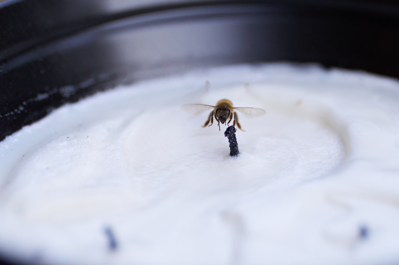 A closeup shot of a bee resting on the wick of a candle. 