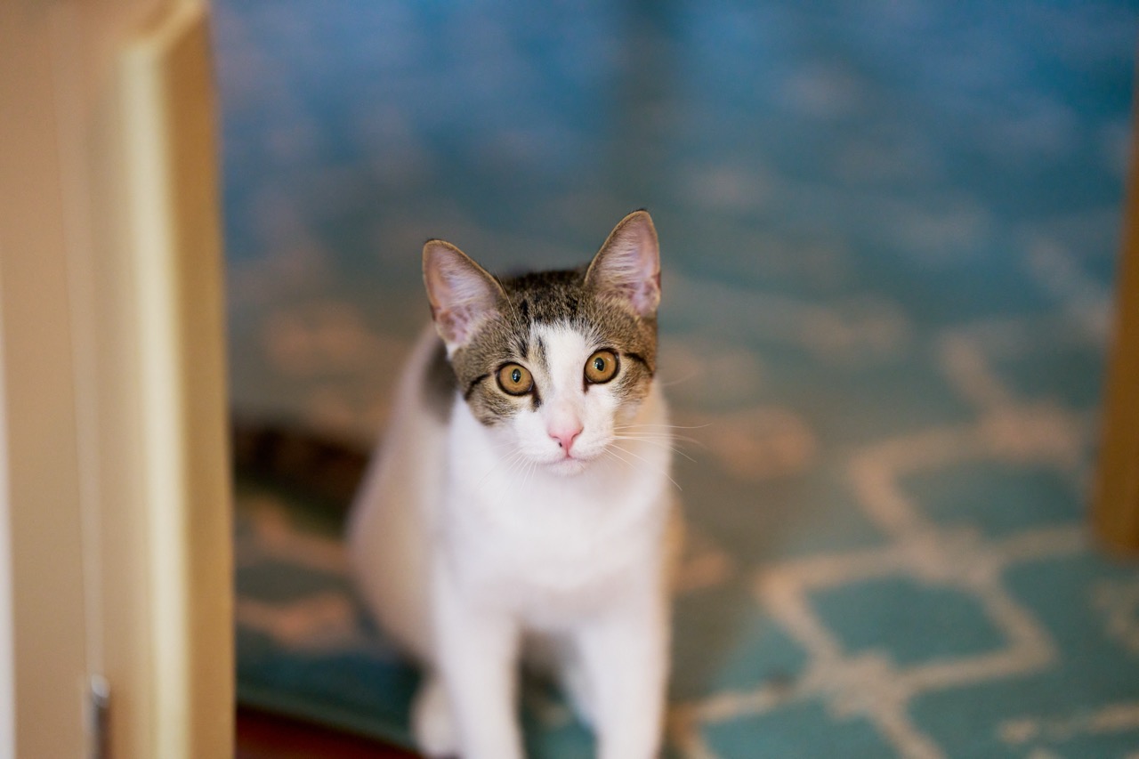 A cat sitting on a rug looks up at the camera. 