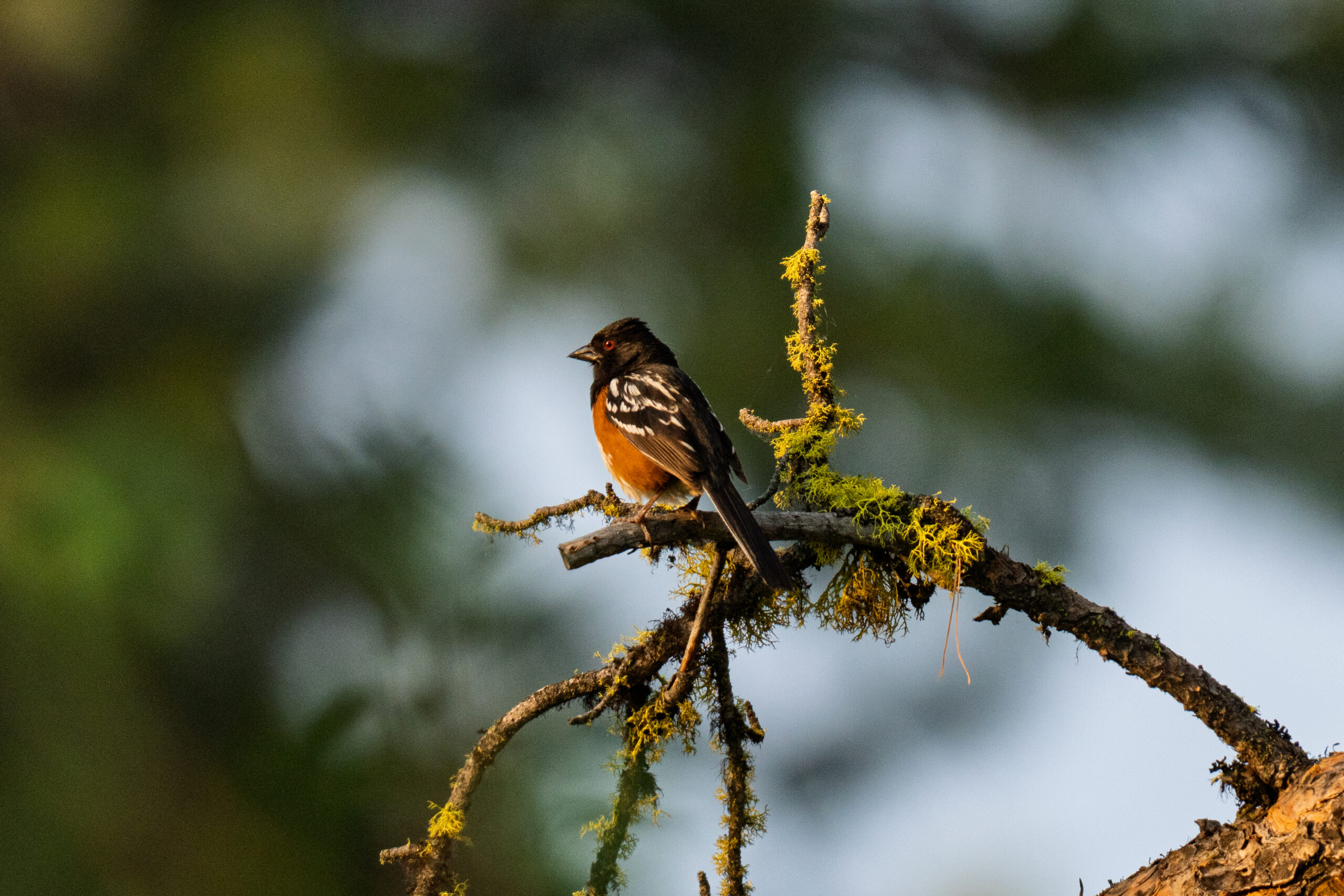 Spotted Towhees are native to the Methow Valley.