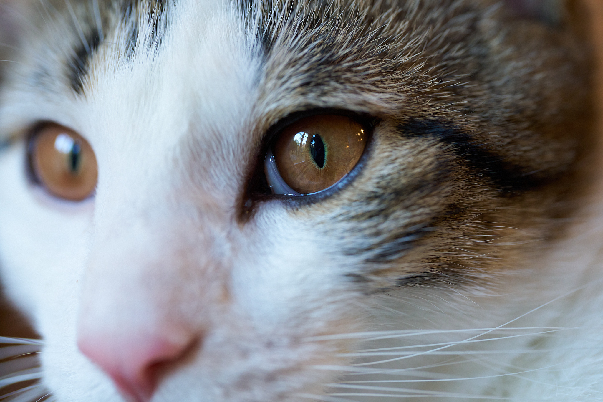 A close up of a cat's face