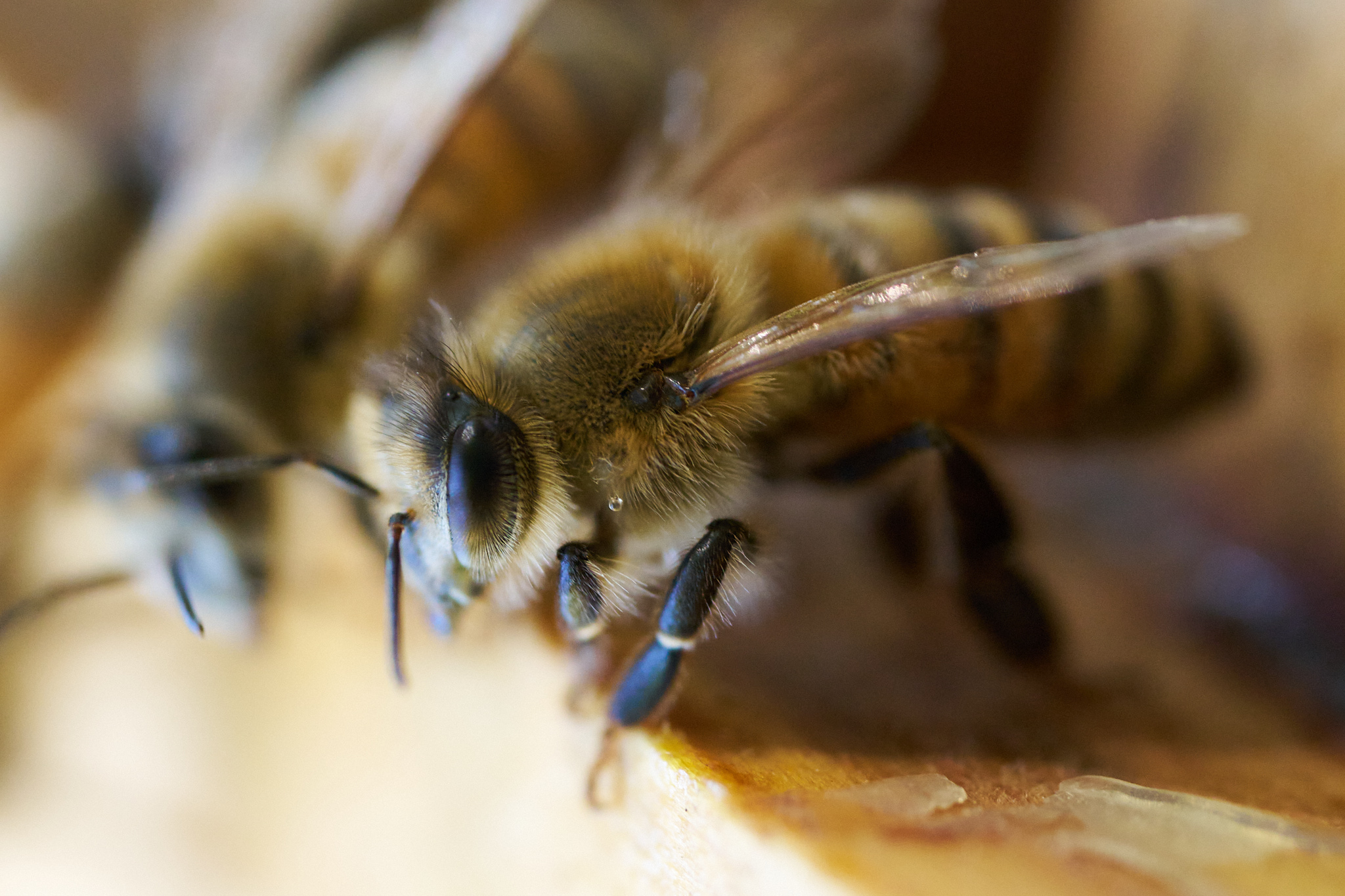 A honebee in the apiary