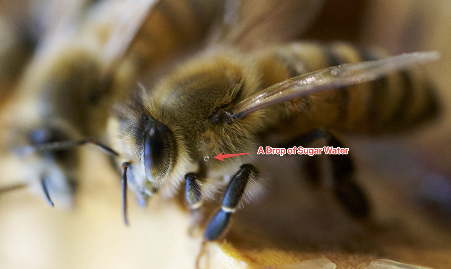 A drop of sugar water sticks to the hairs of a bee.