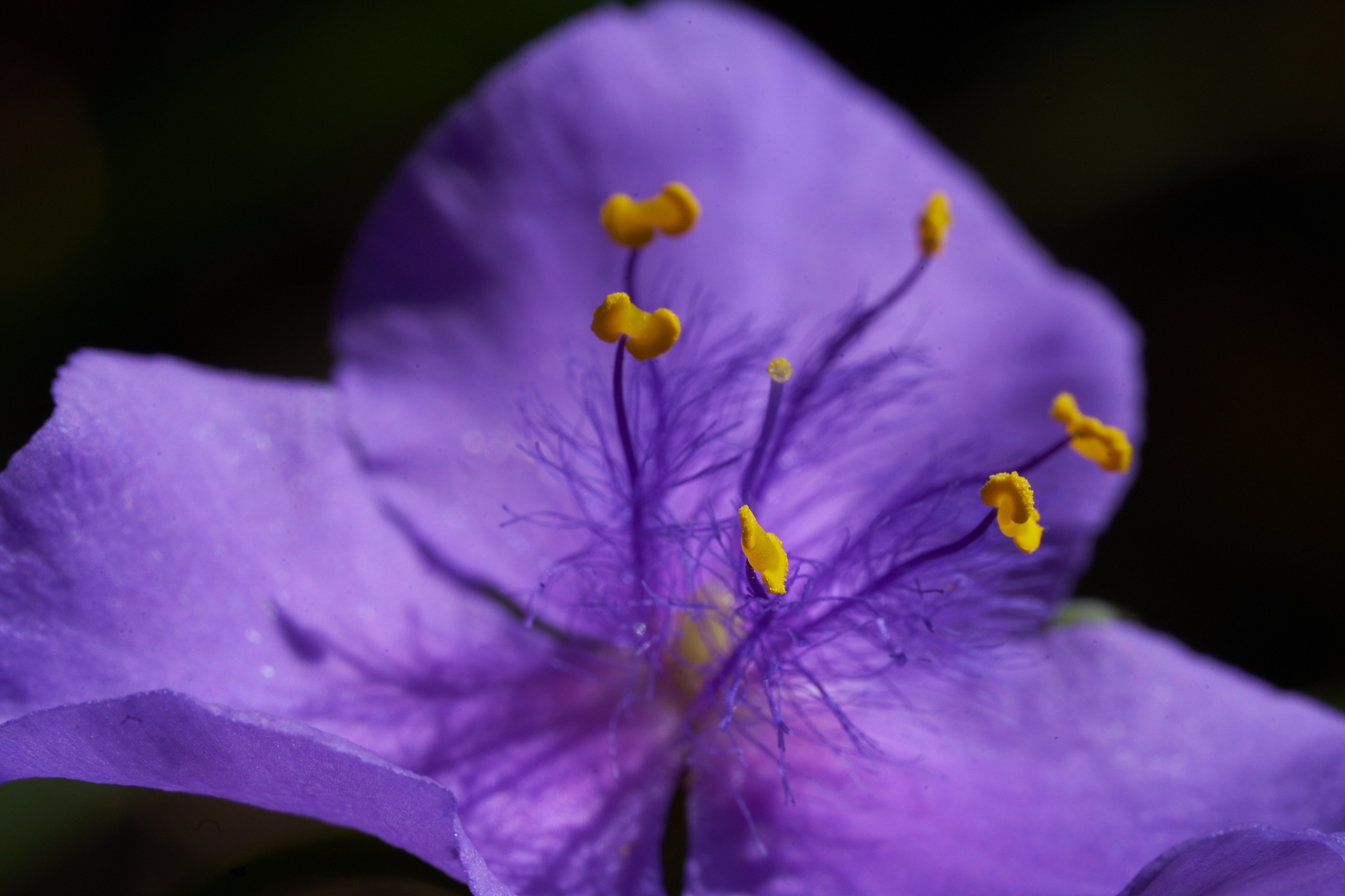 A macro of a purple flower with yellow stamen.