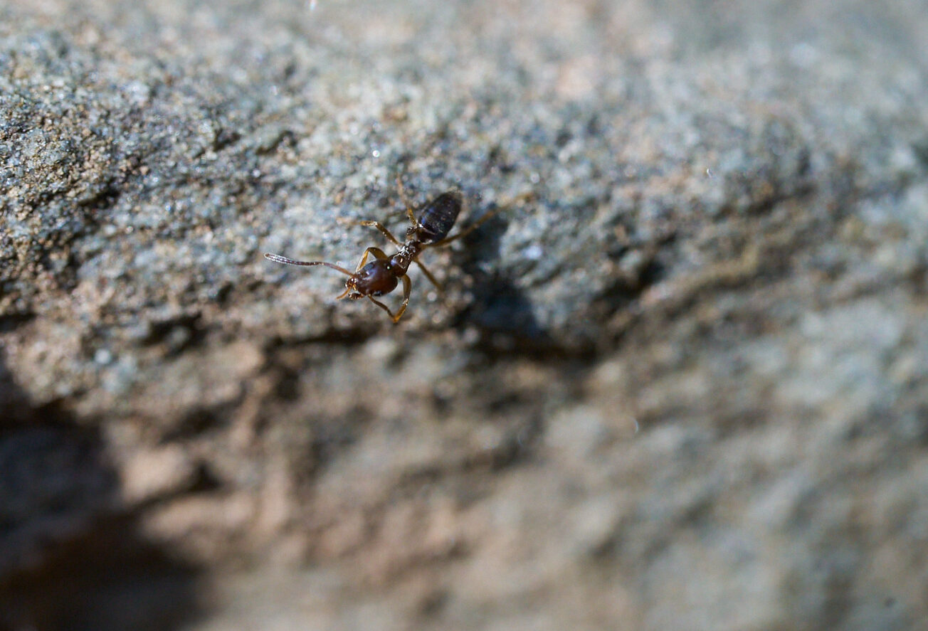 An ant against a rock