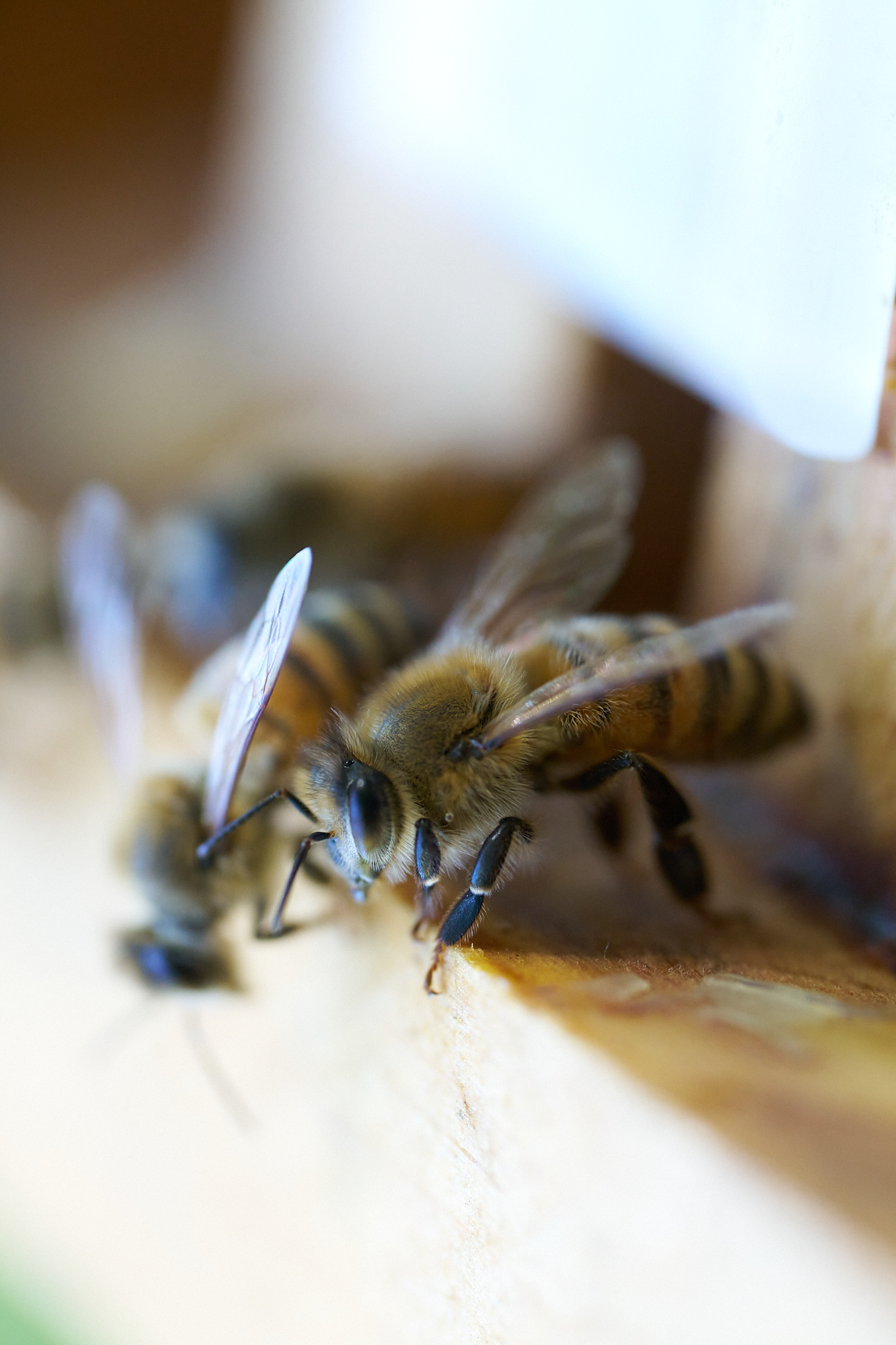 Bees climbing on a piece of wood