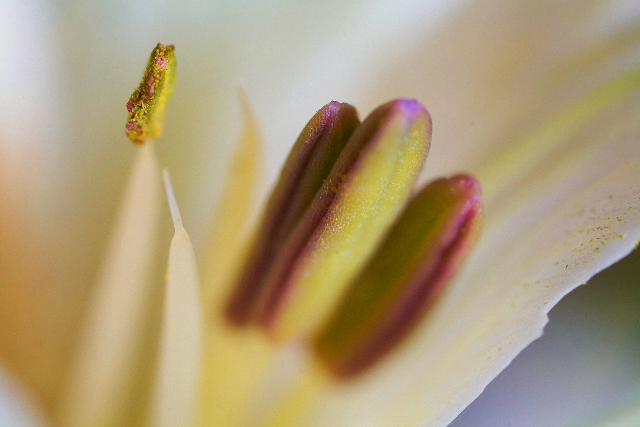 A hypermacro of a stamen has an otherworldly look