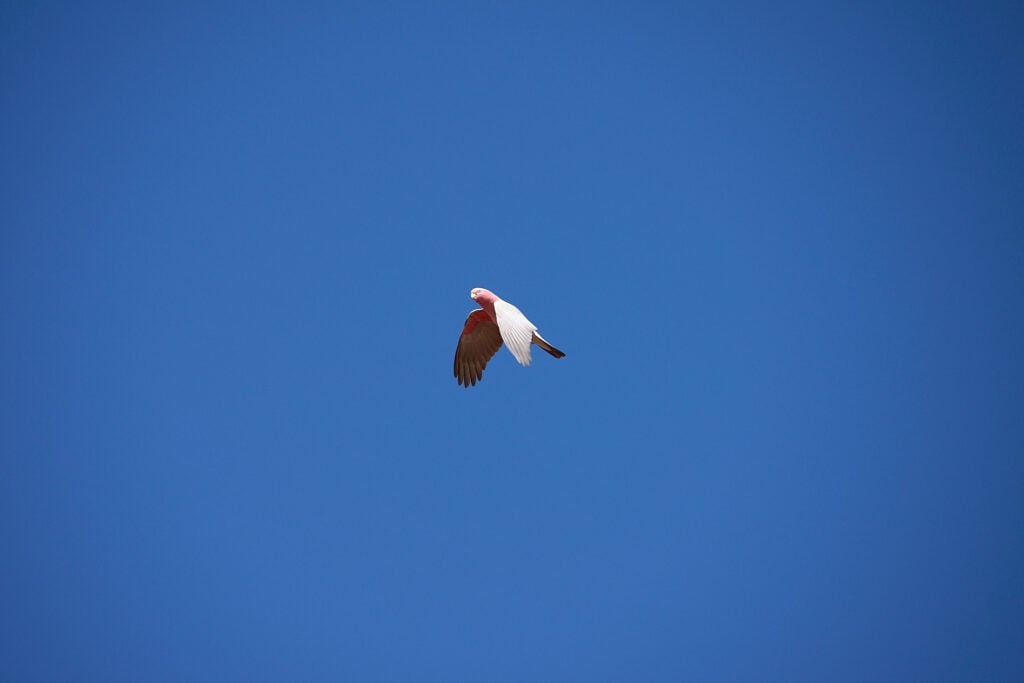 A pink parrot in Australia against a black sky