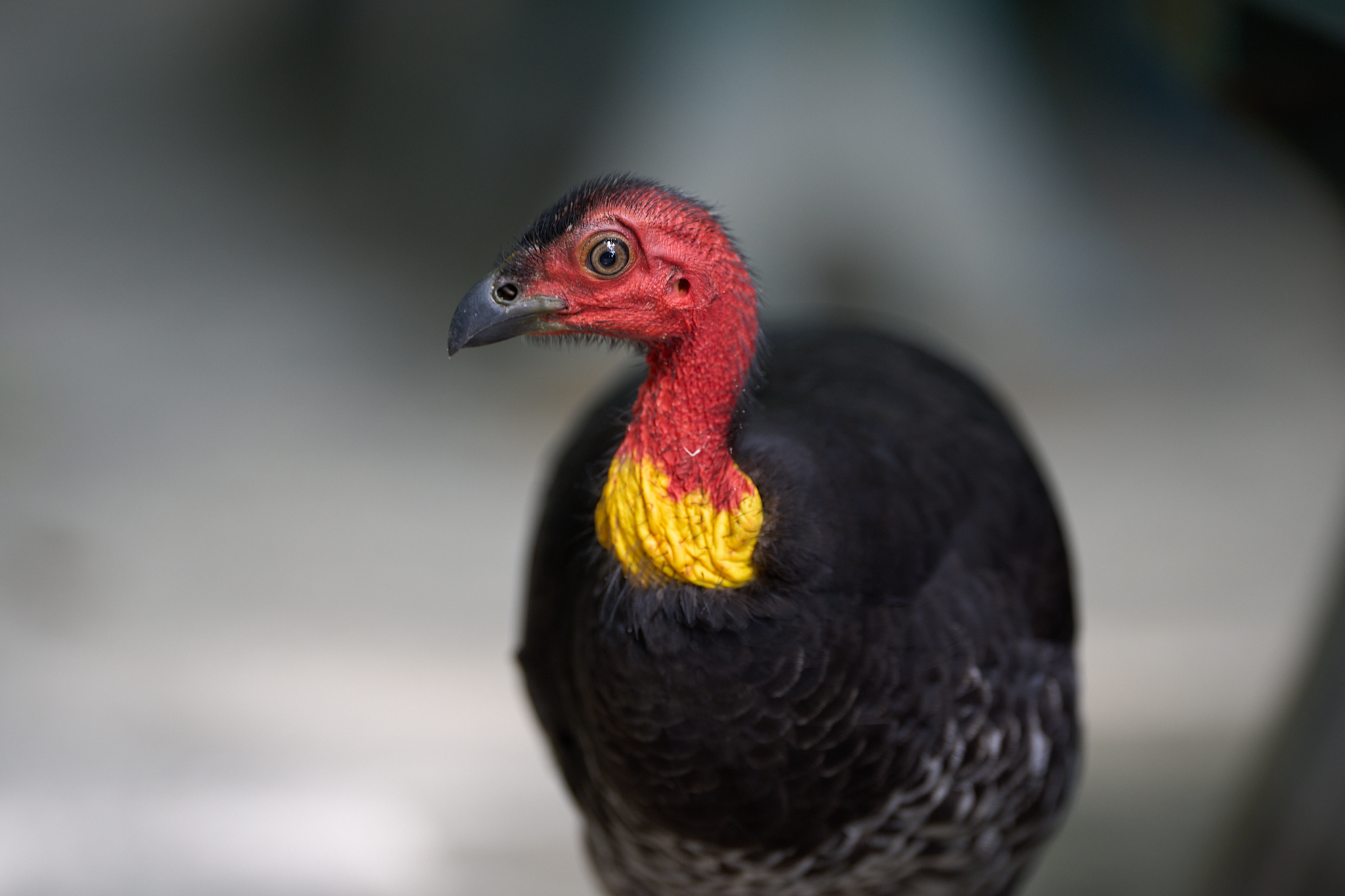A bird with bright red head, yellow neck feathers and black body.