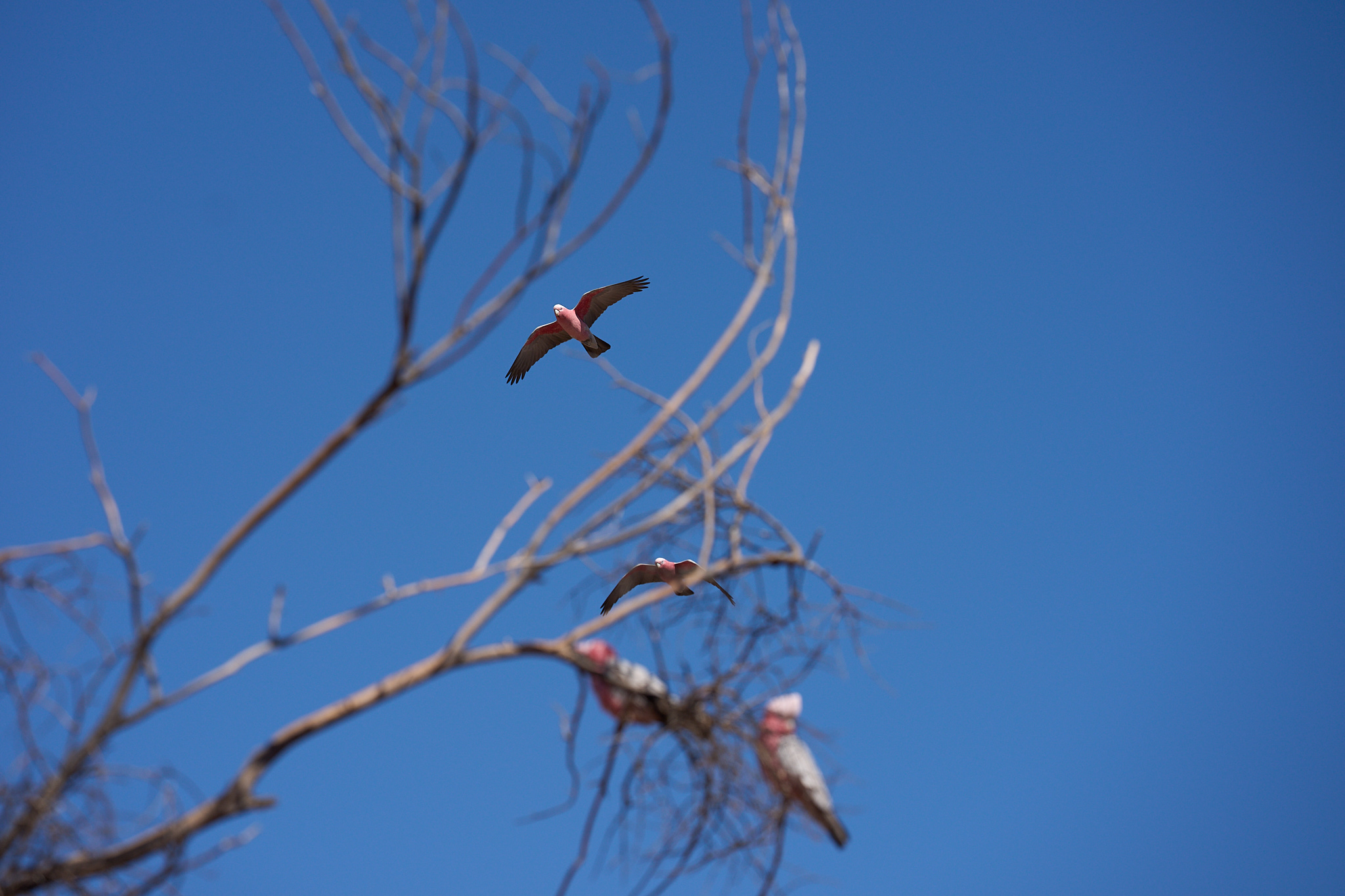 Pink Australian partots
