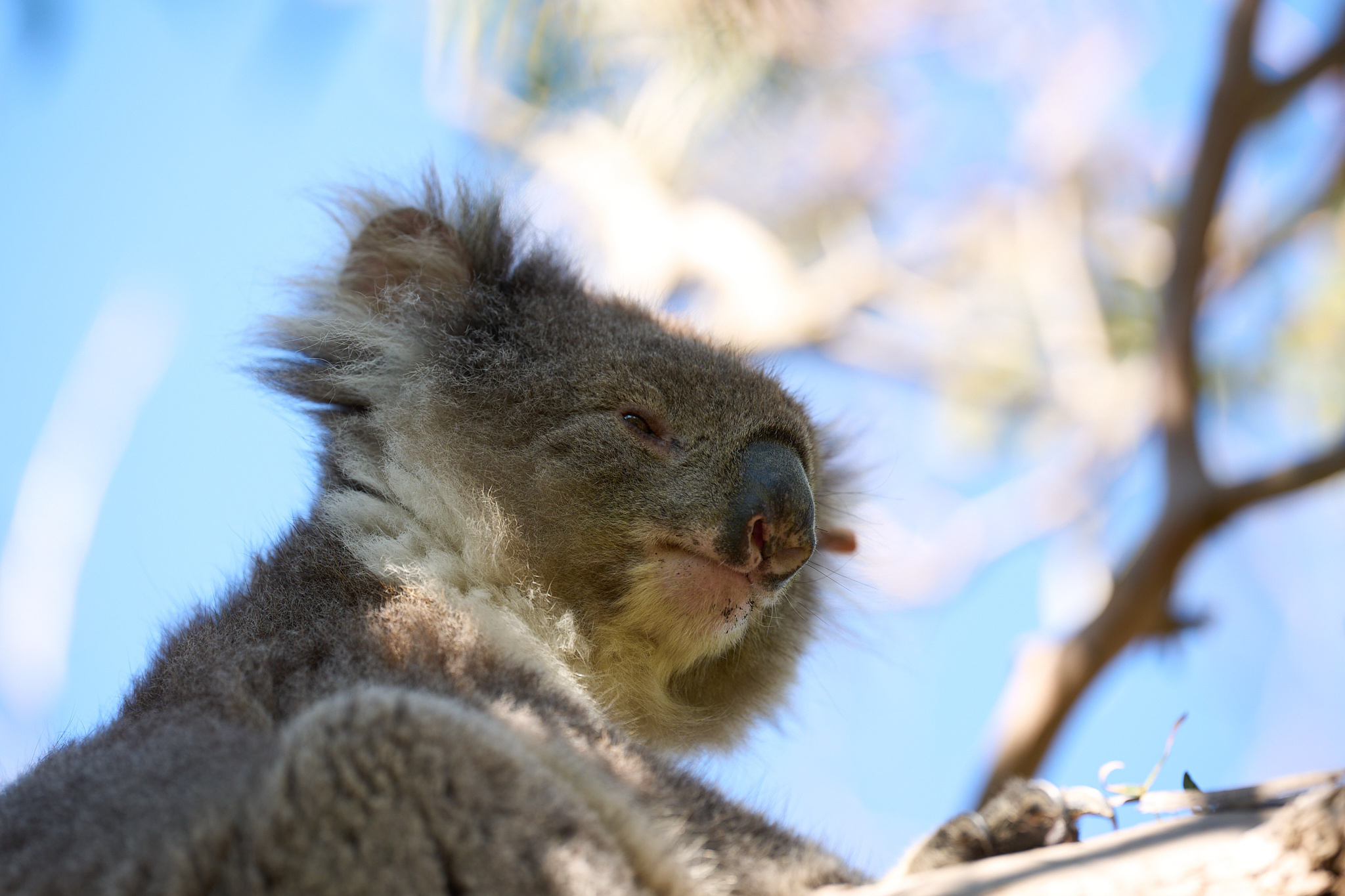 Koala in a tree