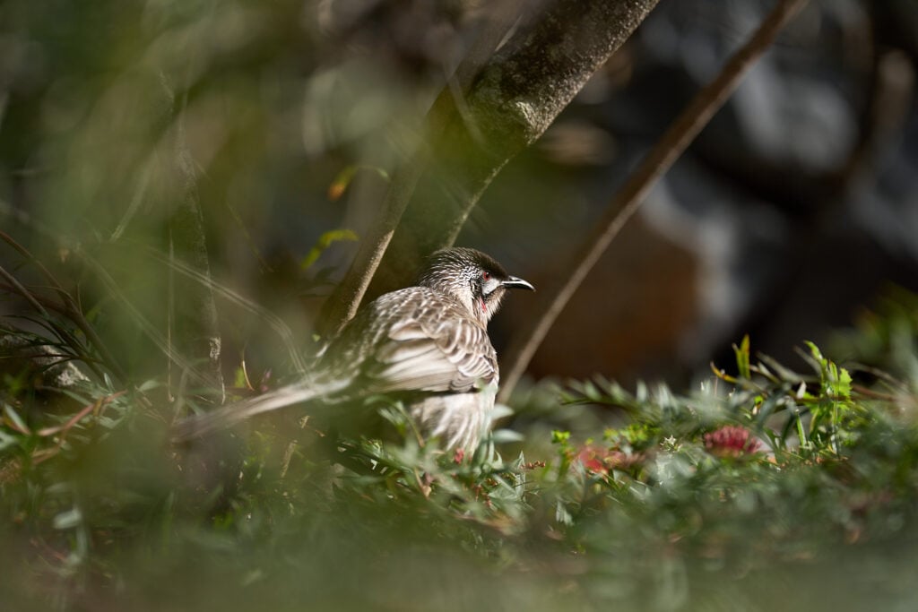 A bird sitting in the grass