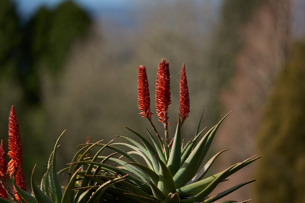 A trio of red flowering plants
