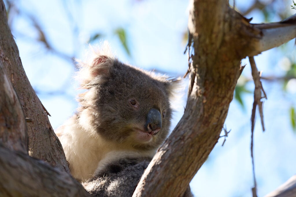 Backlit koala bear in a tree